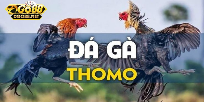 Khám phá nghệ thuật đá gà đòn Thomo trong cá cược